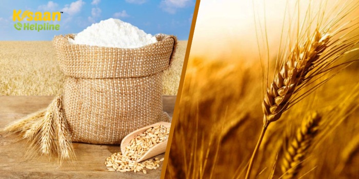 छत्तीसगढ़ के कृषि वैज्ञानिकों ने विकसित की गेहूं की नई किस्म: यह किस्म रोटी के लिए बेहतर, रोटी होंगी नरम और पोषक तत्वों से भरपूर